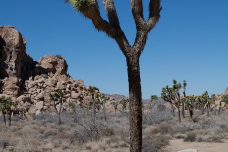 De Joshua Trees nemen allerlei vormen aan